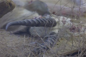 Image description is not available for 2011.16.1